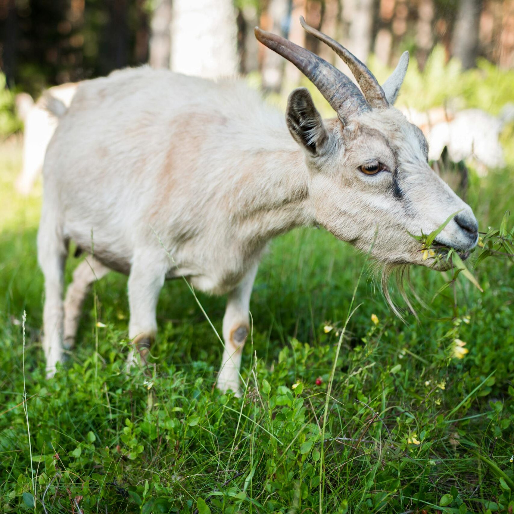 A domestic goat munching on grass in a sunlit rural meadow.