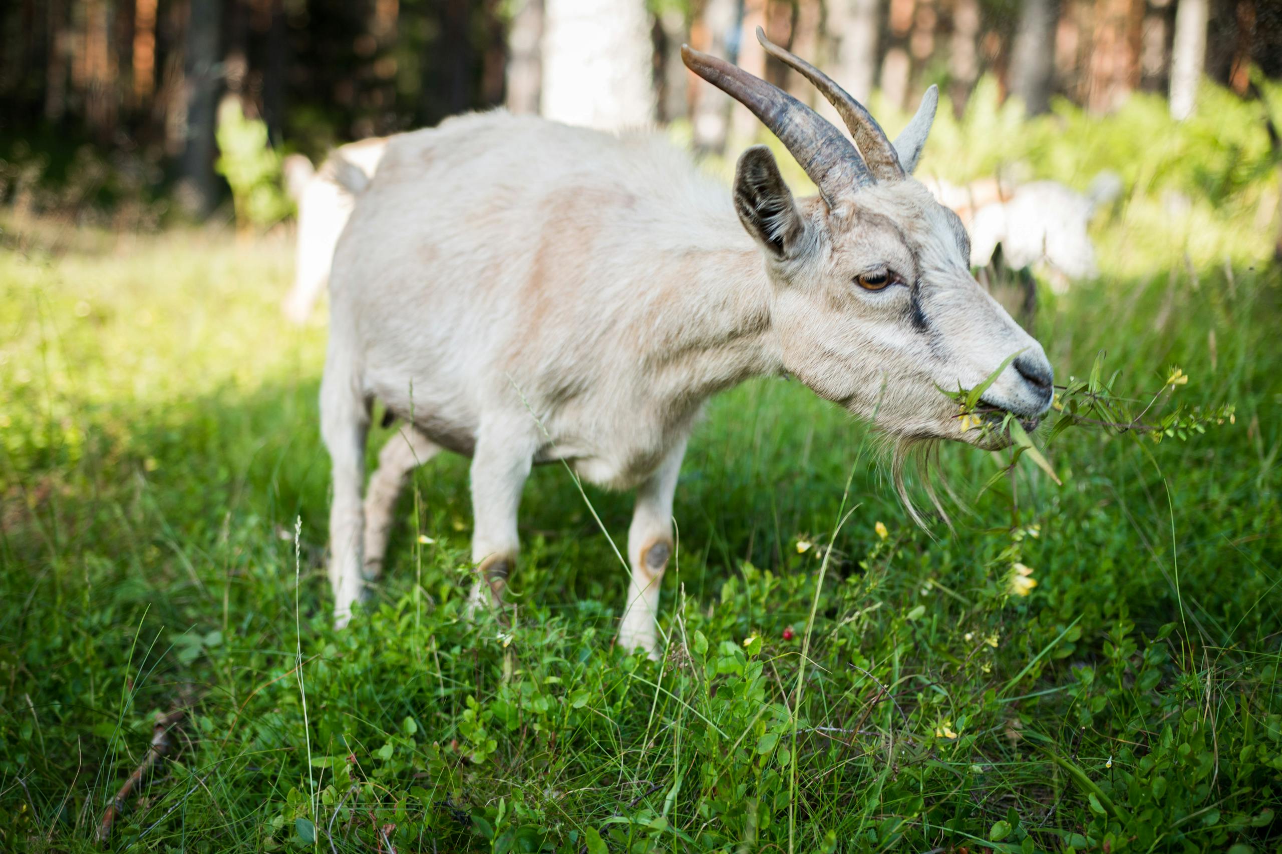 A domestic goat munching on grass in a sunlit rural meadow.