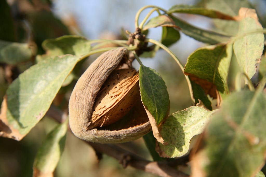 Close-up of a ripe almond on a tree, highlighting natural growth in Cartagena.