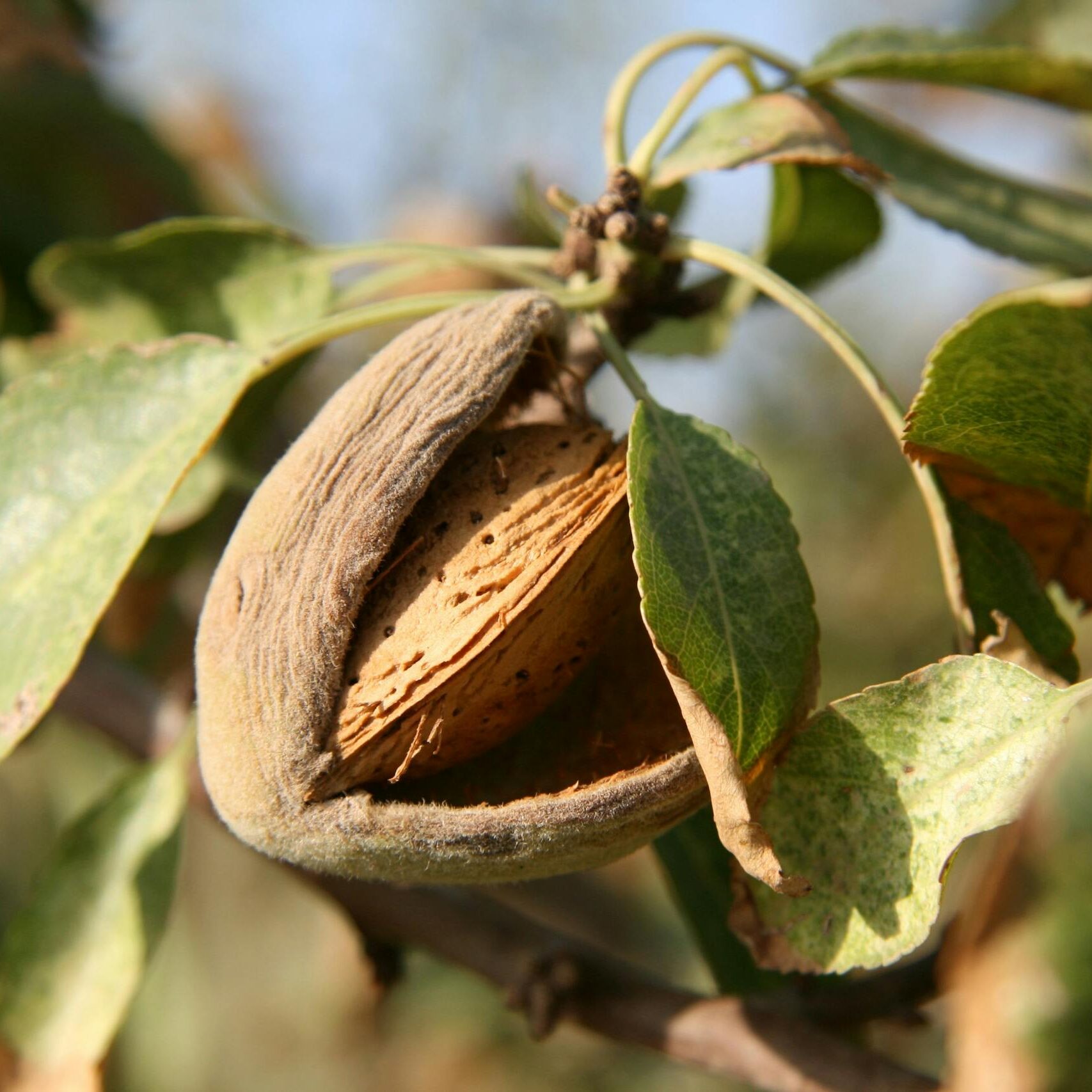 Close-up of a ripe almond on a tree, highlighting natural growth in Cartagena.