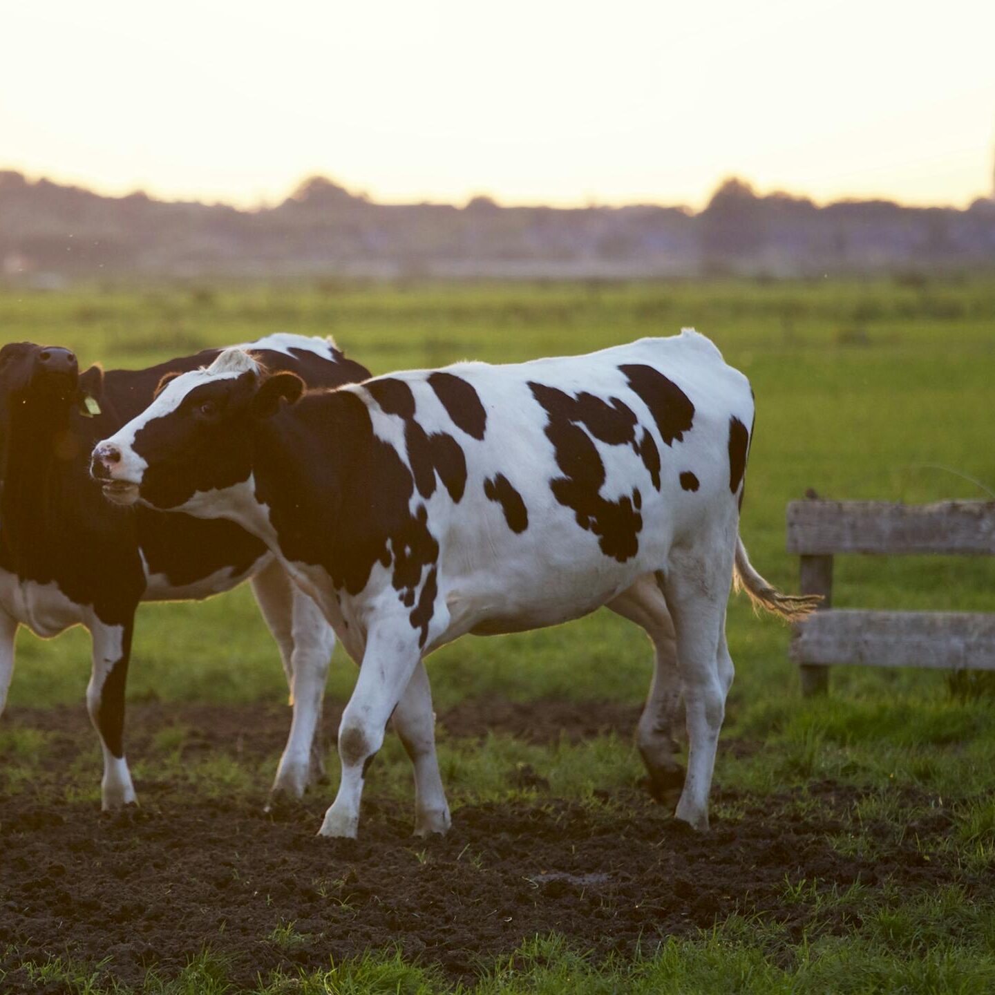 Three Holstein cows stand in a lush grassy field during sunset, creating a serene rural scene.
